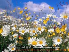 [wall001_com]_Chrysanthemum_flower_3010.jpg