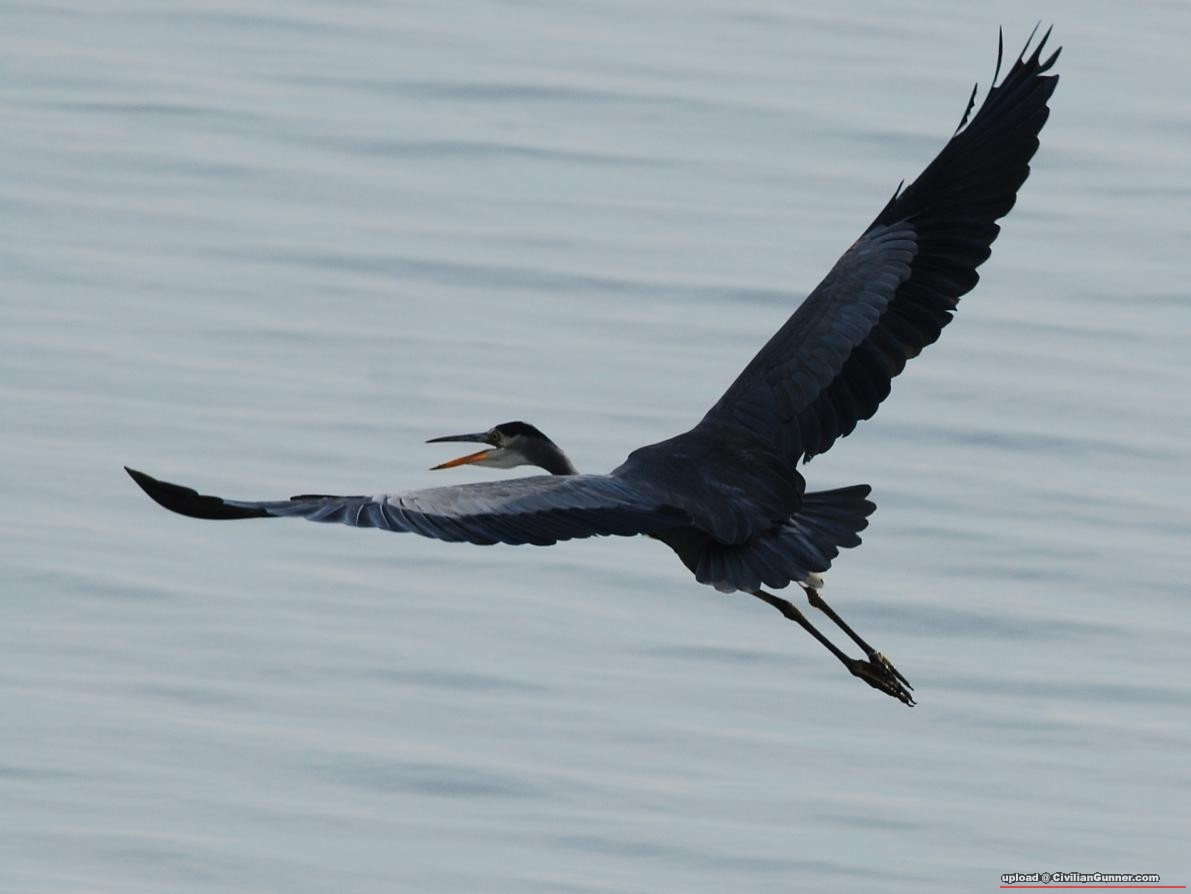 HERON04s.JPG