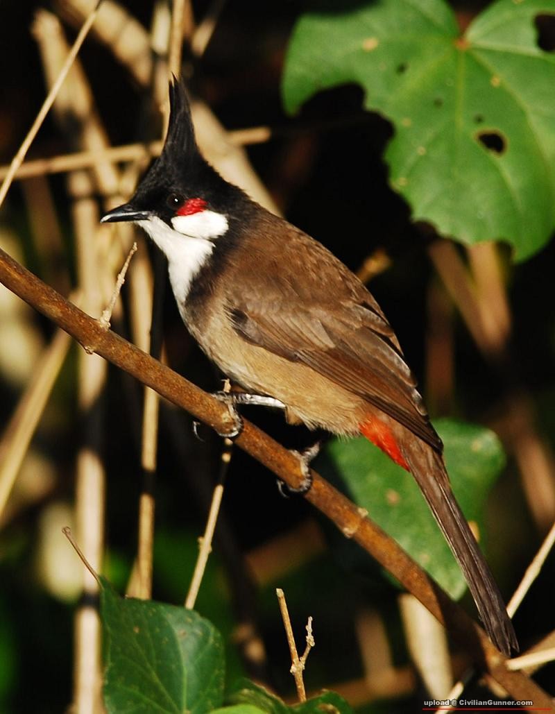 BULBUL.jpg