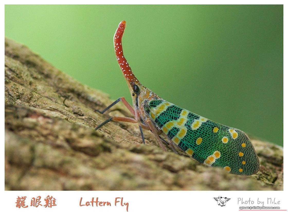 LATTERN_FLY01ss.JPG