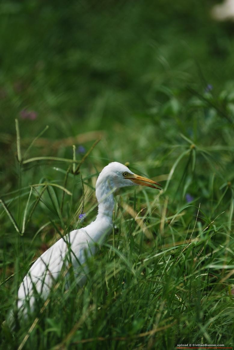 EGRET.JPG