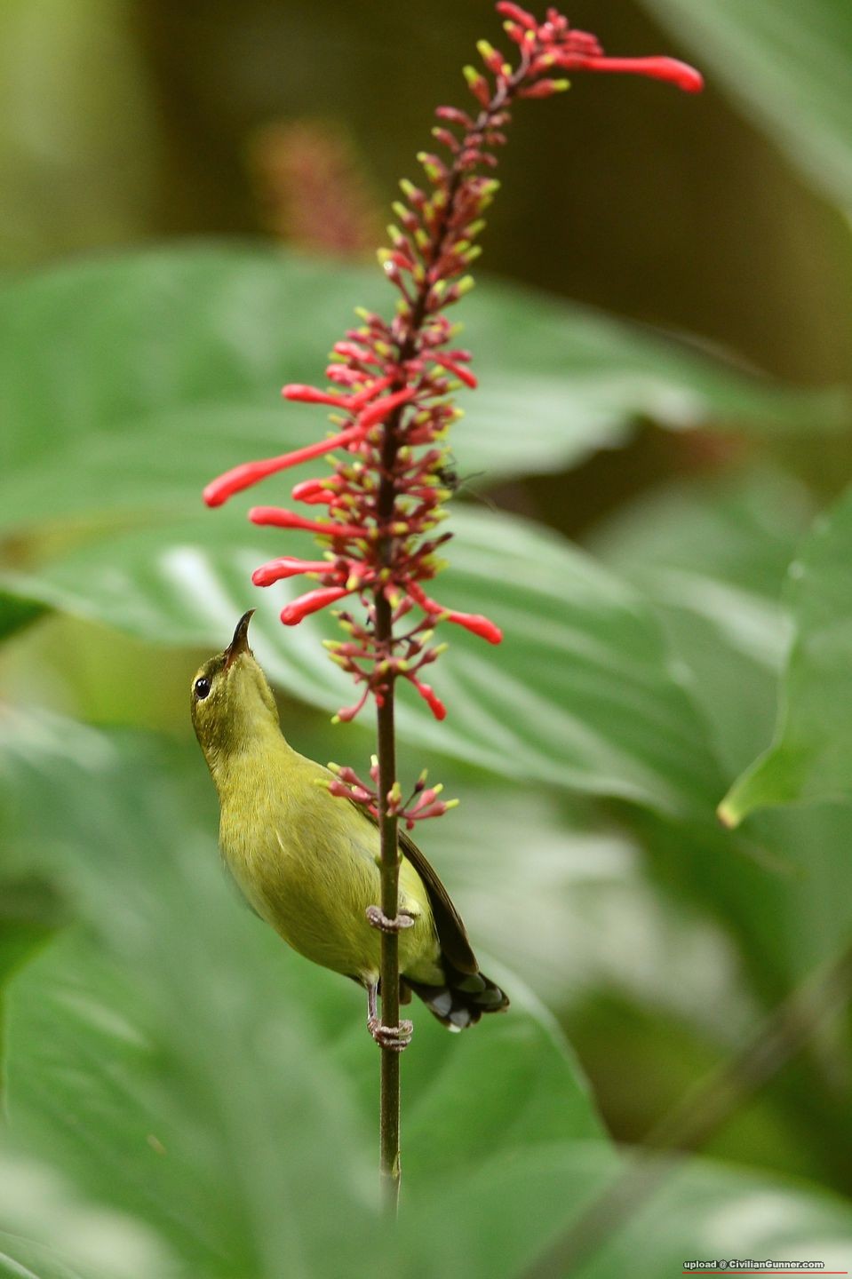 sunbird01.jpg