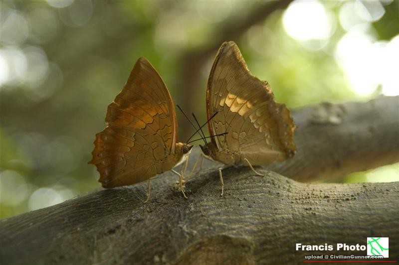 ձag潺@Fung Yuen(Charaxes bernardus) (Large).jpg