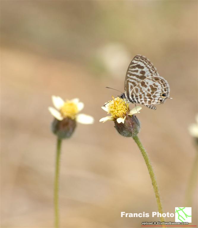 Ӧǽ@F]W(Leptotes plinius).jpg