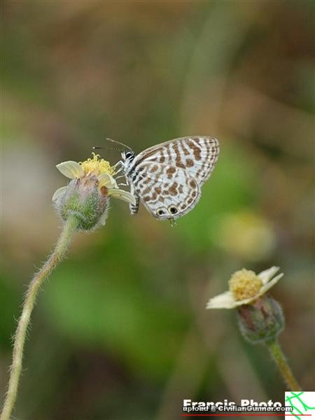 Ӧǽ@F]W(Leptotes plinius)(2).jpg