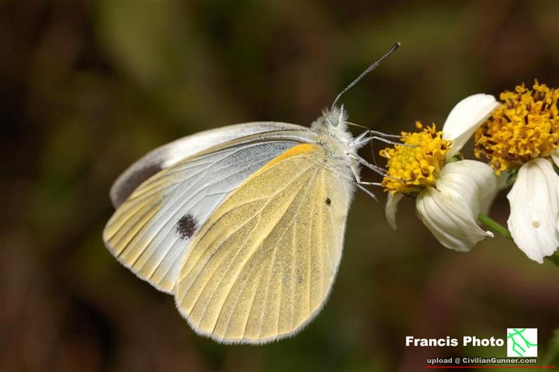 毻@Fung Yuen(Pieris rapae).jpg