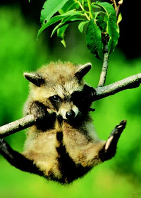 baby raccoon1.bmp